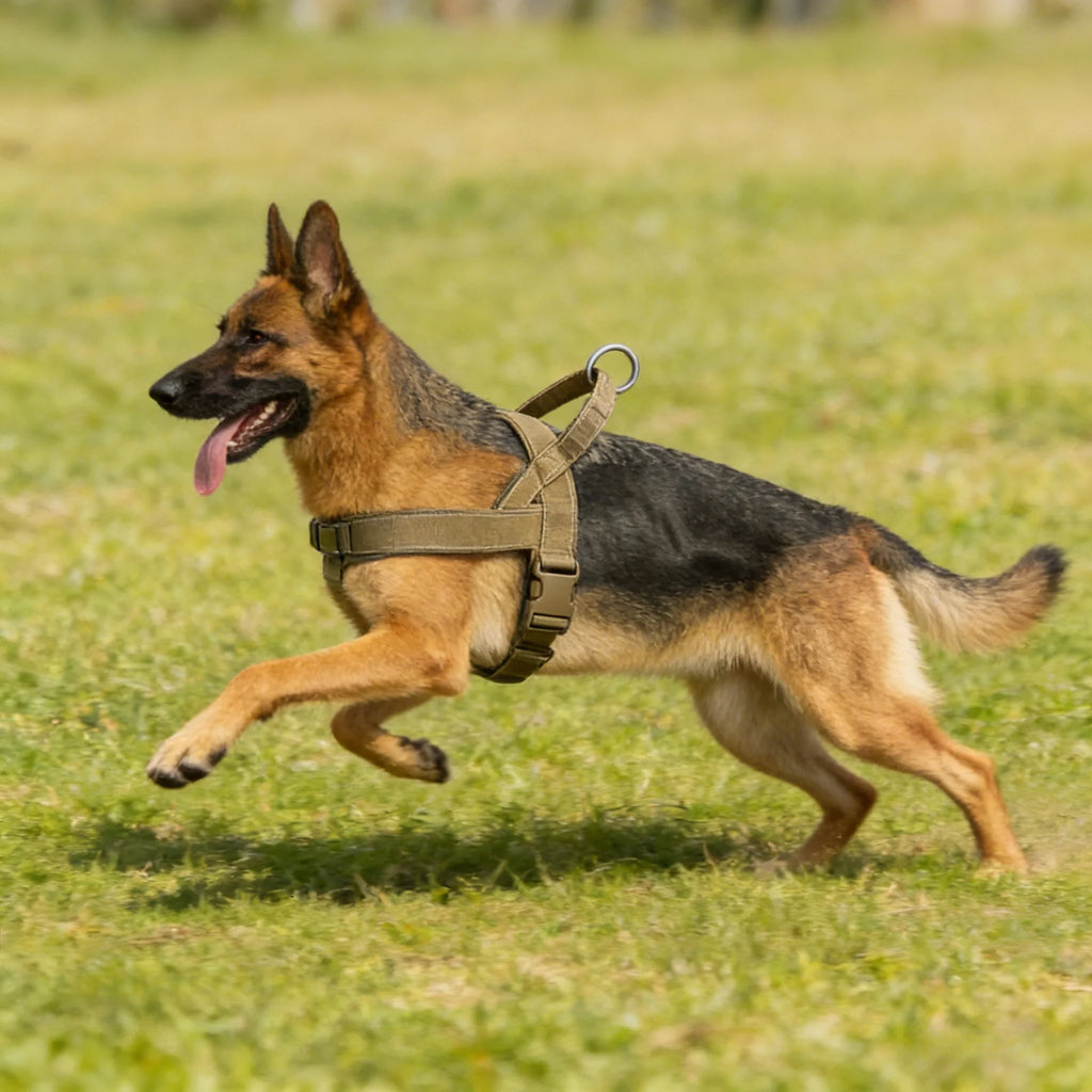 Arnés Walk PetLuxe